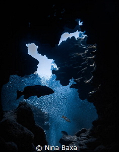 Grotto Silhouette. 
Black Grouper with Silversides. Scho... by Nina Baxa 